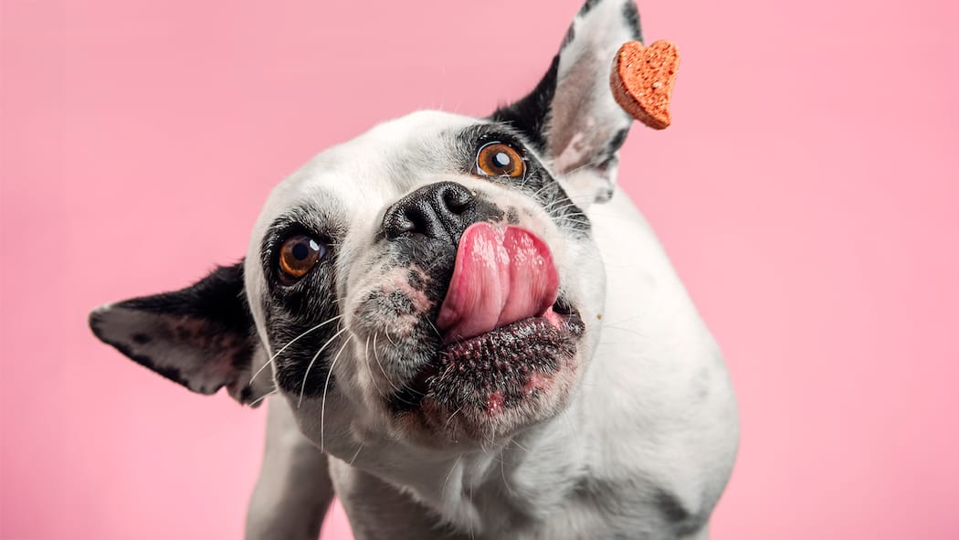 Diese Leckerli machen Ihren Hund krank Hund mit Guetsli