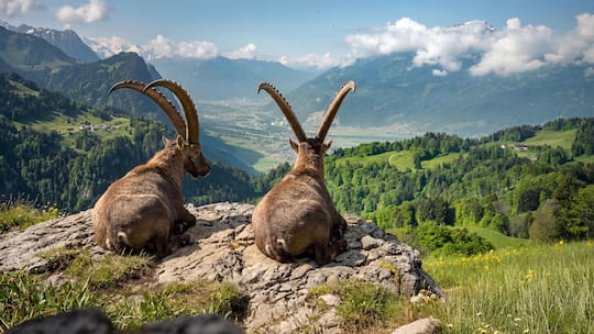 Gian und Giachen - Die beiden Steinböcke sind das offizielle Aushängeschild der Marke Graubünden