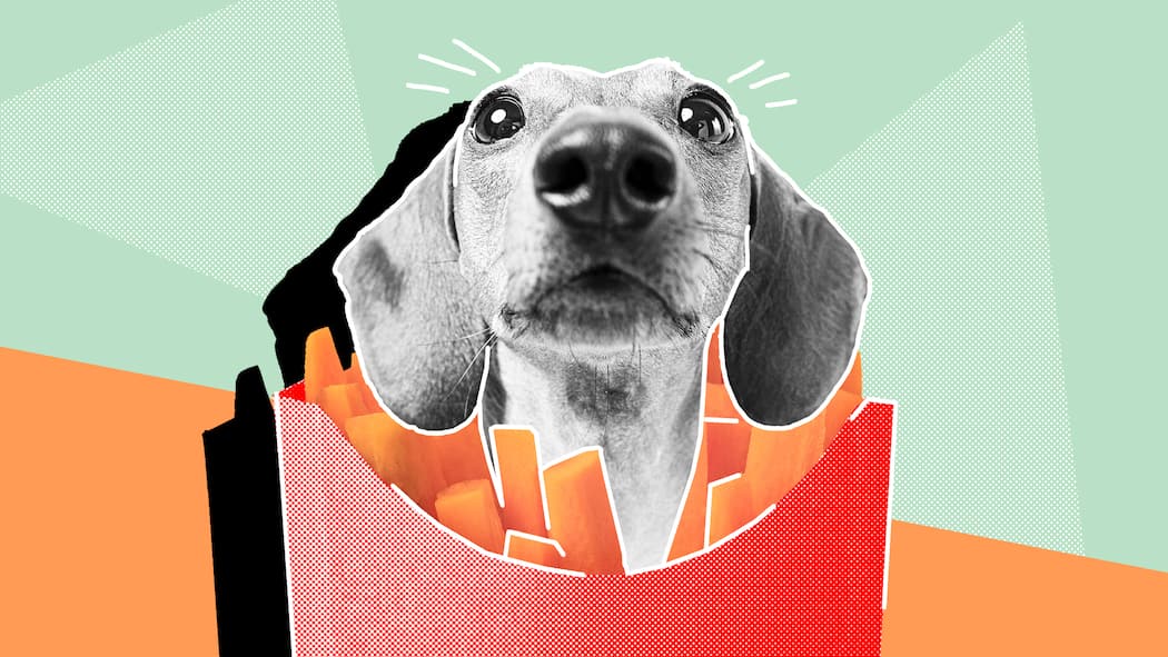 Hunde und Katzen essen? Verboten ist es nicht Ein Hundekopf in einer Pommestüte vor hellgrünem Hintergrund. Rechtliche Fragen rund um Haustiere.