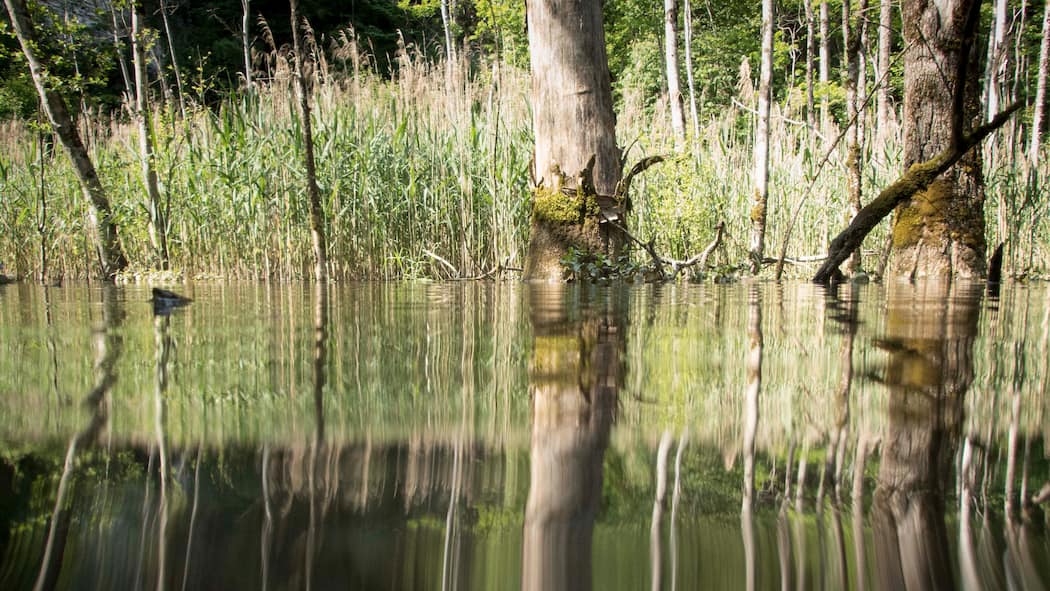 Das stille Sterben unter Wasser Blick aufs Wasser des Hüsenbachs, das Ufer spiegelt sich darauf