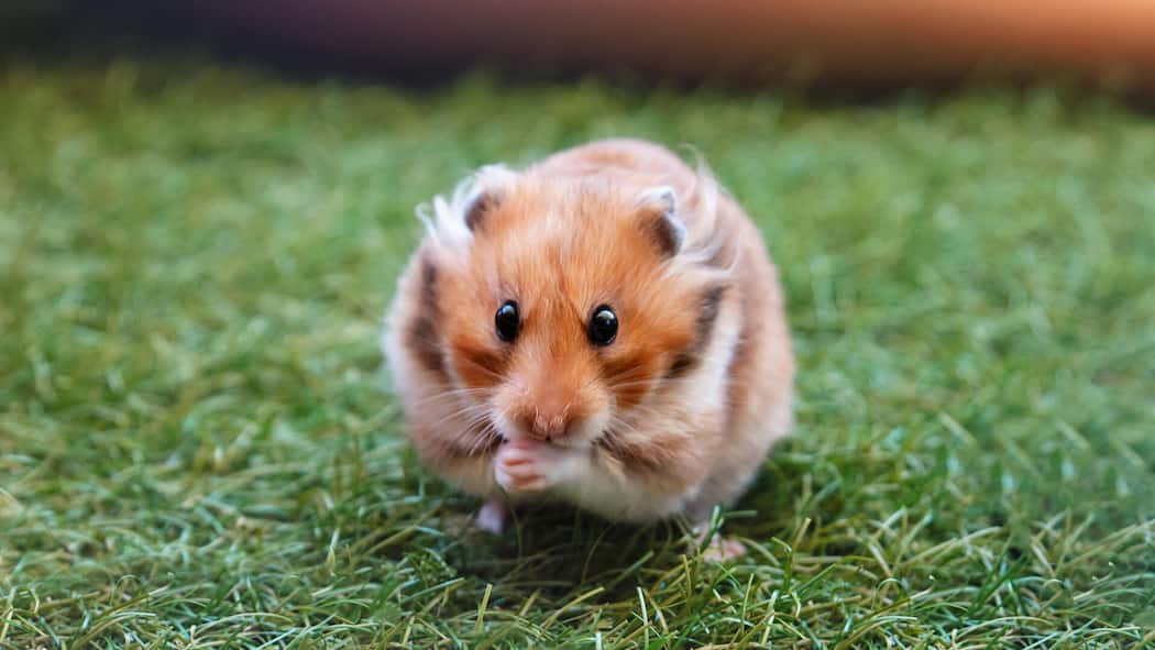 Stiftung zahlt Tierheim für seine Hamster Hamster im Gras