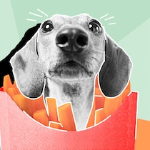 Hunde und Katzen essen? Verboten ist es nicht Ein Hundekopf in einer Pommestüte vor hellgrünem Hintergrund. Rechtliche Fragen rund um Haustiere.
