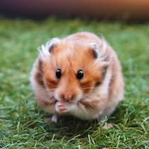 Stiftung zahlt Tierheim für seine Hamster Hamster im Gras