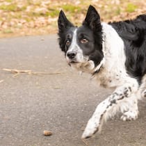 Wie reagieren, wenn ein Hund angreift? Hund auf der Hut im Wald. Nach Corona hat die Hundedichte in der Schweiz deutlich zugenommen. Das führt zu mehr Konflikten zwischen den Vierbeinern. So verhalten Sie sich richtig.