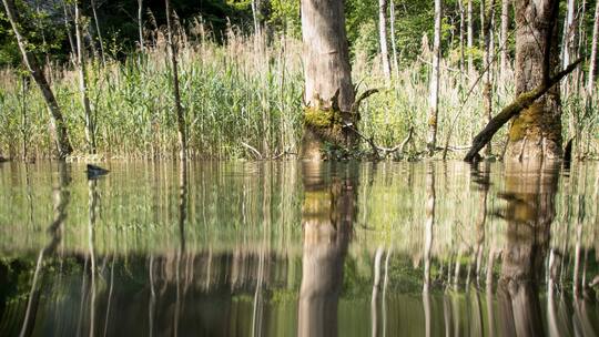 Blick aufs Wasser des Hüsenbachs, das Ufer spiegelt sich darauf